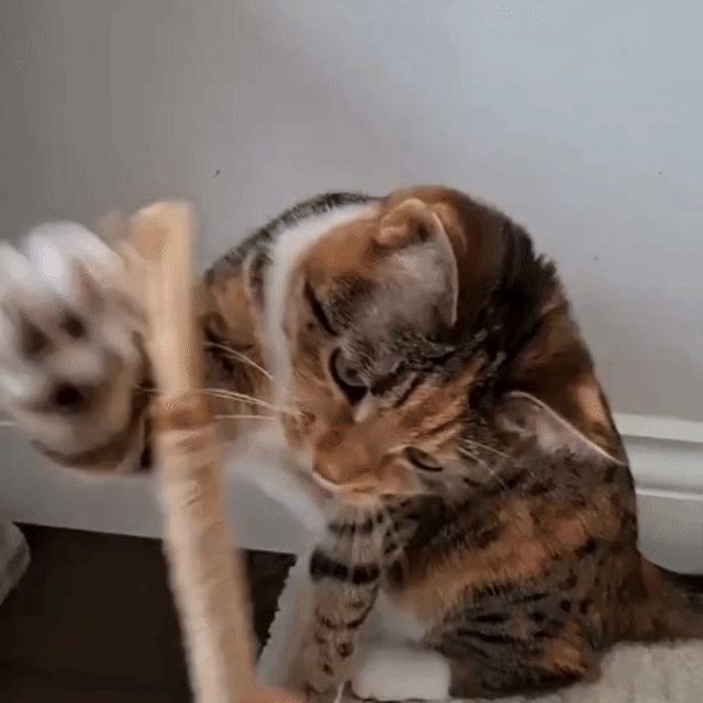 KEDİCO™ Doğal Matatabi Çubuğu